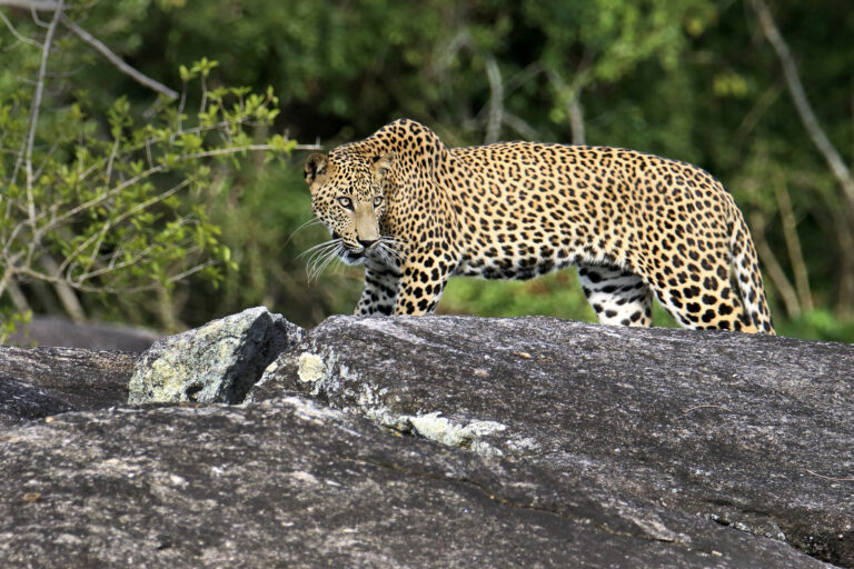 Vickum Senanayake - 2.Yasa_